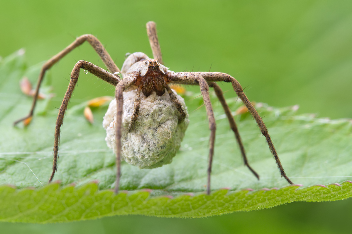 Nursery Web Spider with egg sac 1